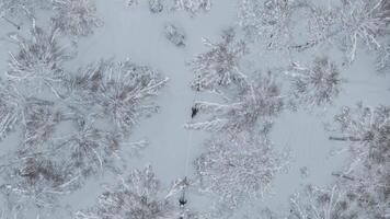 skidåkare glida genom snöig skog Drönare topp se fångande väsen av skidåkning resa. skidåkning resa mitt i vinter- träd lugn landskap skidåkning resa äventyr i snö vinter- sporter glädje. video