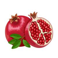 Vector illustration, Ripe pomegranate fruit, scientific name Punica granatum, isolated on white background.