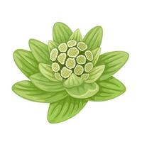 Vector illustration, Petasites japonicus, also known as butterbur, isolated on white background.