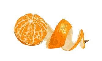 Vector illustration, peeled mandarin orange, isolated on white background.