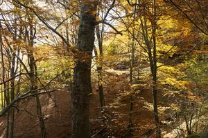 autumn in the forest photo