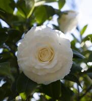 a white flower with green leaves photo