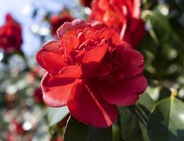 a red flower blooming in the sun photo