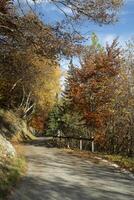 un la carretera con un árbol en el lado foto