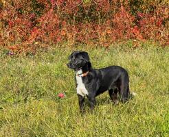 a black dog is standing in a field with red and orange trees photo