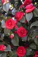 a bush with red flowers and green leaves photo