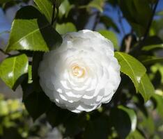 a white flower is growing on a tree photo