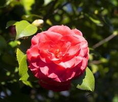 a red flower blooming on a tree branch photo