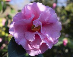 a pink flower with green leaves photo