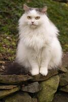 a white cat sitting on a rock photo