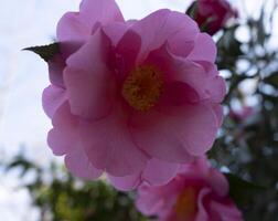 un rosado flor con amarillo centrar foto