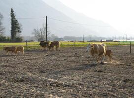 cows on the pasture photo