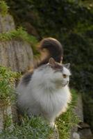 un gato sentado en un rock pared foto