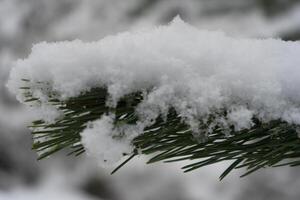 a snow covered pine branch photo