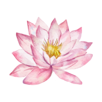 pink lotus flower png
