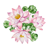 Pink lotus flowers png