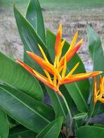 Heliconia psittacorum is a species of flowering ornamental plant native to the Caribbean and South America. photo