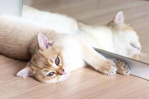 The cat is comfortable lying on the ground. The side mirror cat out. photo
