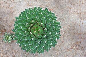 Agave victoria reginae. photo