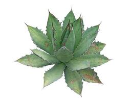 Agave titanota Gentry. with clipping path photo