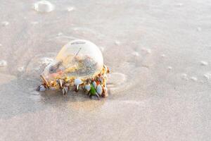 Lepas anatifera lot attached to the bulb that is left on the sand. photo