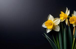 AI Generated Black background with yellow and white daffodils, free space for writing text photo