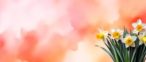 ai generado bandera con blanco narcisos y melocotón pelusa acuarela fondo, bandera, con gratis espacio para texto foto