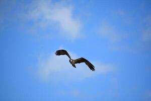 Osprey Bird Flying in Summer Skies of Maine photo