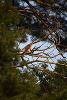 Falcon Surrounded by Pine Boughs in the Summer photo