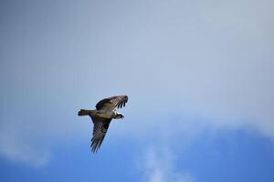 plumas alborotado en el alas de un águila pescadora foto