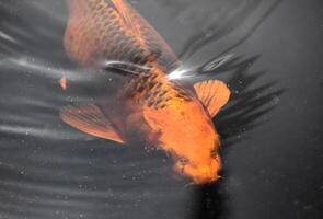 naranja y negro carpa en oscuro aguas foto