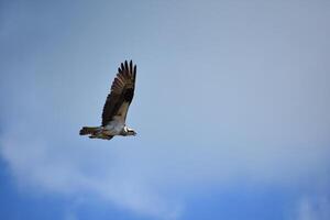 Flying Osprey with Feathers Ruffled in Flight photo