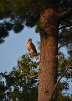 Beautiful Falcon in a Tree in the Summer photo