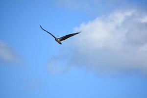 Osprey Looking for Fish From the Skies photo
