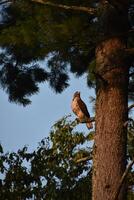 Falcon Surveying the Land From a Tree Top photo