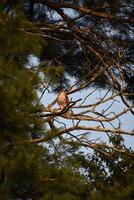 pájaro de presa sentado en un árbol rama foto