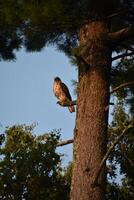 Amazing Falcon Sitting on a Tree Branch photo