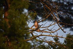 Falcon Surrounded by Pine Boughs in a Tree photo