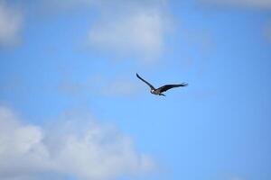 mar águila en vuelo en casco bahía foto