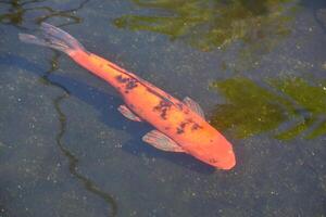 naranja oriental koi pescado nadando en un estanque foto