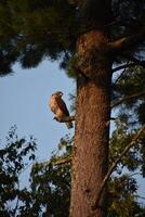 Falcon Looking For Prey from a Tree Top photo