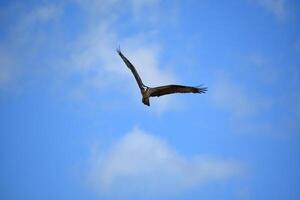 mirando dentro el cara de un altísimo águila pescadora foto