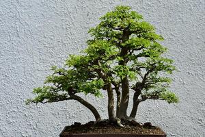 Parsley Hawthorn Bonsai Tree in a Pot photo