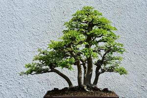 Potted Parsley Hawthorn Bonsai Tree Trimmed photo