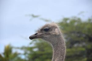 Fantastic View of an Ostrich on a Summer Day photo