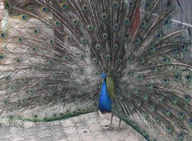 pavo real con maravilloso desplome rodeando él foto