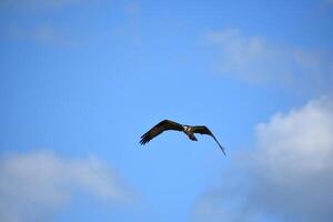 mar águila en brillante cielo terminado casco bahía foto