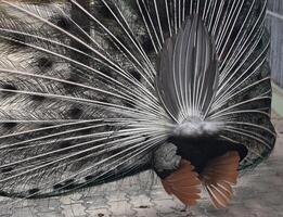 Backside of a Male Peackock with Plummage Extended photo