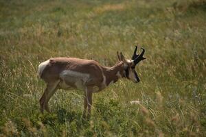 Grasslands with a Pronghorn Antelope in It photo
