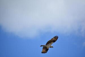 Underside of an Ospreys Wings in Flight photo